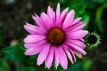 Obraz premium Large flower with bright pink petals