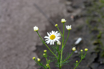 white flowers in a field