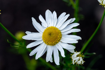 Obraz premium daisy flower close up