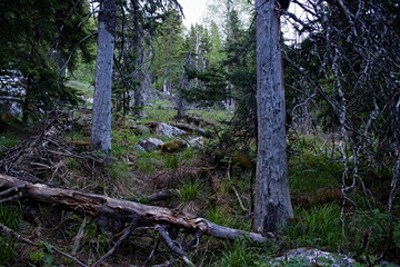 dead wood on Zyuratkul mountain