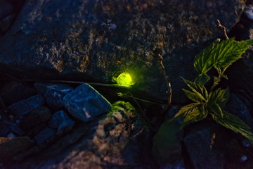 fireflies glows green in the grass at night