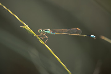 Damselfly and grasshopper on the same leaf