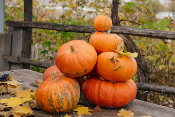 Happy Halloween, Thanksgiving. Pumpkin fruit with maple leaves on a wooden table, collecting the autumn harvest. Concept of tradition.