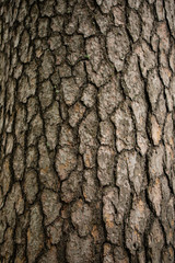 Brown northern pine bark texture