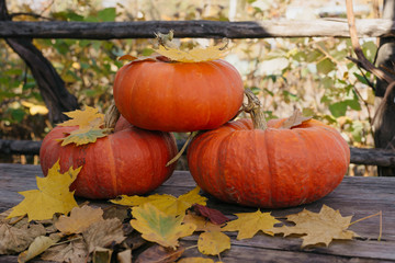 Happy Halloween, Thanksgiving. Pumpkin fruit with maple leaves on a wooden table, collecting the autumn harvest. Concept of tradition.
