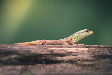 Exotic lizard in the Philippines