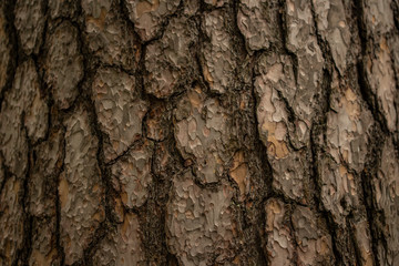 Brown northern pine bark texture