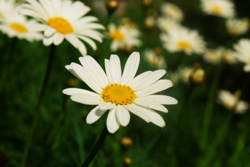 Fototapeta premium a field full of flowers 