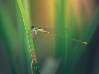 Damselfly resting on blade of leaf