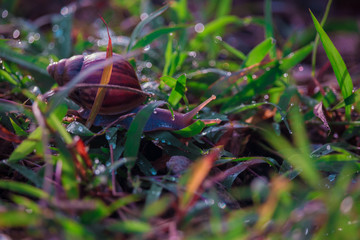 Snail moving on grass with dew