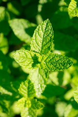 Pfefferminze (Mentha piperita) Blätter, Deutschland, Europa