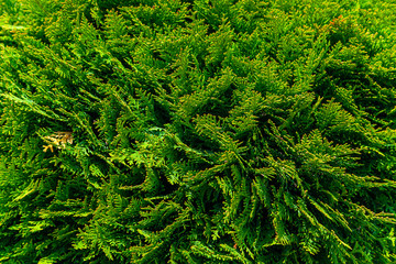 Natural background texture. Selective focus blur. Evergreen coniferous tree from the Cypress family of the genus Thuja, naturally occurring in the Eastern regions of North America. Landscape design