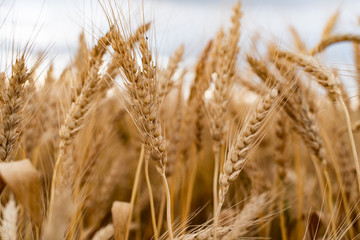 Agricultural field. Ripe ears of wheat on the background of the sunset. The concept of a rich harvest.