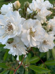 White and soft bush roses