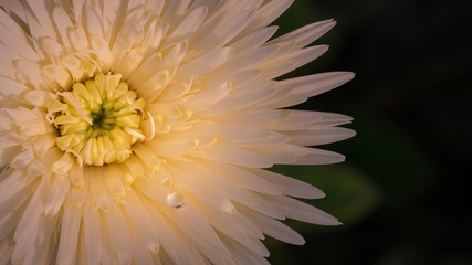 Chrysanthemum flower blossoming