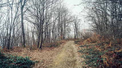 rural path in the winter bare trees forest oh hills 