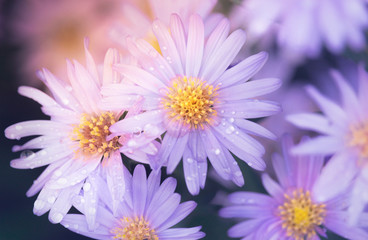Aster flower with dew drops