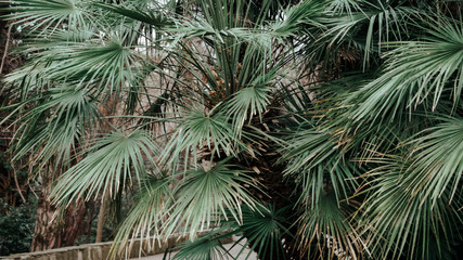palm tree evergreen leaves in the winter garden