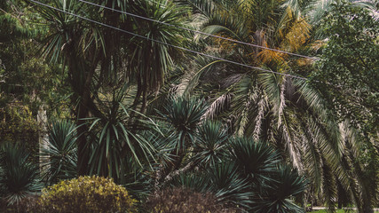 palm trees in the winter garden