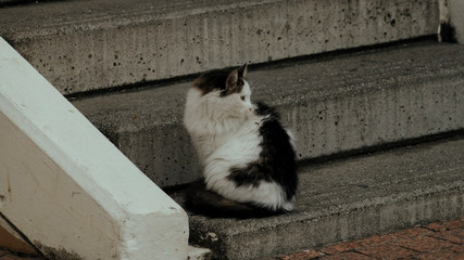 blacki-white fluffy cat on the stairs look at the sea