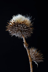 Dry plant on a black background. Macro photo. A fragment of a dried plant. Close-up. Dry stem, leaves and seeds of the plant. Dried herb. Contrast graphics. Abstract composition on black background