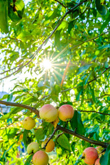 Ripe apples on a branch. Bright rays of the sun shine through the foliage of the apple tree. Eco-friendly harvesting concept. Summer ends. Delicious sweet organic fruit grown in the garden. 