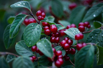 Wild honeysuckle with red berries on a background of green leaves