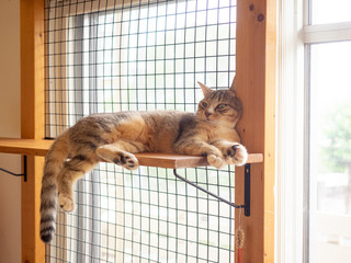 キャットウォークで寝ているキジトラ猫