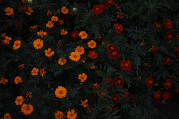 red and yellow flowers