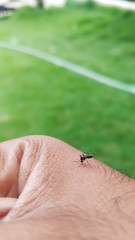 mosquito sucking blood