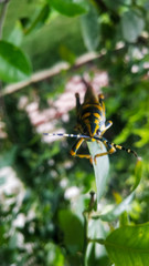 Grasshopper on the tree 