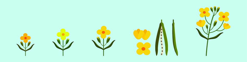 set of canola flowers cartoon icon design template with various models. vector illustration
