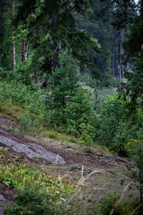 Landscape with a steep granite coast. With pine and firs growing on the shore