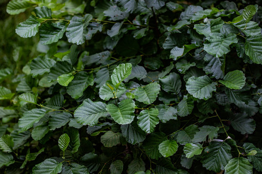 Texture Of Dark Green Alder Leaves