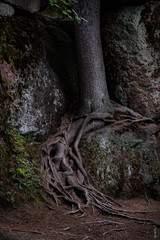 Trees with embossed roots creeping over the rocks