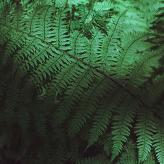 Dark green background and texture of fern leaves