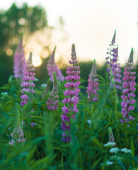 beautiful and bright Wild lupine flowers in a field against a sunset