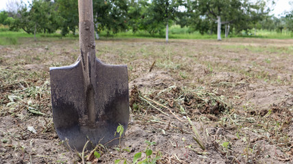 Fototapeta premium A sharp old farmer's shovel sticks out of the ground in cultivated agricultural fields. Garden village. hard manual work