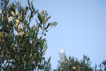 Olives on Tree, Blue Sky