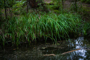 Fototapeta na wymiar Overgrown with green grass shore of a dark lake