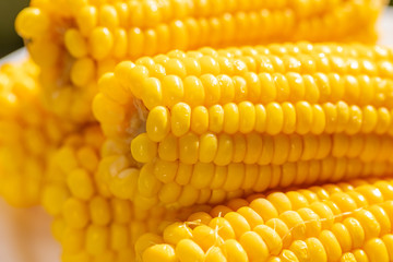 Golden cobs of cooked sweet corn. Close-up