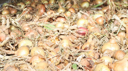 A lot of onions close-up immediately after harvesting from the field of the home garden. Ready to sell on the market. Fresh onion top view, background.