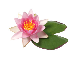 Beautiful  pink water lily isolated on white background.Lotus flower