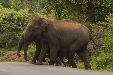 Wild elephants crossing road