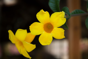 Fototapeta premium Allamanda Creeper