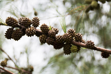 Casuarina equisetifolia Seeds