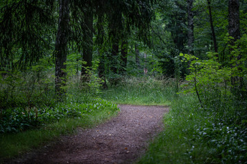 Narrow forest path surrounded by trees