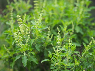 Ocimum tenuiflorum sanctum or Tulsi kaphrao Holy basil is an erect, many branched subshrub, 30 to 60 cm tall with hairy stems Leaves are green vegetable blooming in garden on nature background