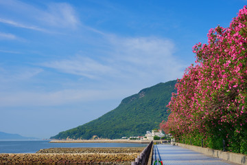 キョウチクトウ　屋島(香川県高松市)