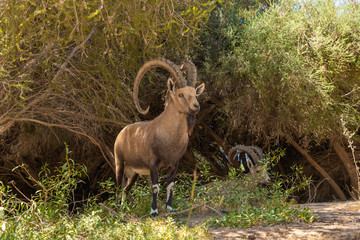 Nubian  ibex - Capra Nubiana - resting in the shade of trees in an oasis in the Judean Desert in southern Israel